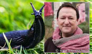 How to get rid of slugs: ‘Prevent, kill or deter enemy number one’ BBC gardener Mark Lane - Express