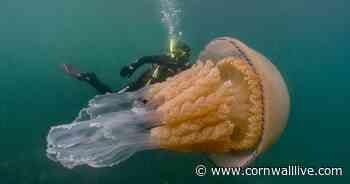 Marine wildlife you can spot on the Cornish coast - Cornwall Live