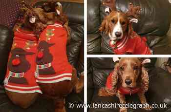 FESTIVE PETS 2021: Send us your East Lancashire animals