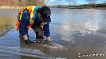 'Warrior' sturgeon displaced by B.C. floods rescued from pump station