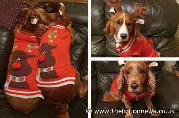 FESTIVE PETS 2021: Send us your Bolton animals