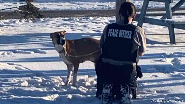 Calgary Humane Society looks to identify person who abandoned pregnant dog outside shelter