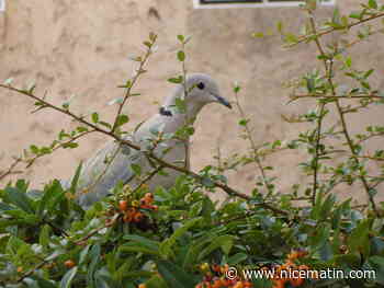 Des tourterelles retrouvées mystérieusement mortes à l’ouest de Nice