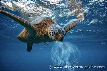 The Fight Against Microplastics