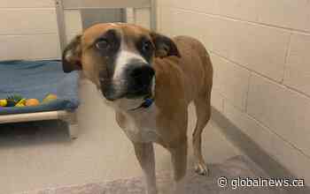 Pregnant dog tied to pole in the cold, abandoned outside Calgary Humane Society