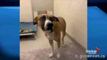 Dog abandoned outside Calgary Humane Society