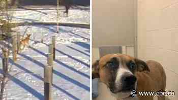 Calgary Humane Society looks for person who abandoned pregnant dog outside shelter