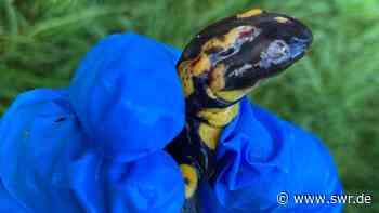Ursache für tote Amphibien in Heidelberg vermutet - SWR
