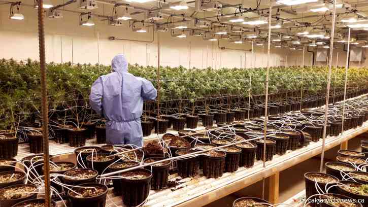 $13M worth of illicit cannabis and magic mushrooms seized in Alberta and B.C.