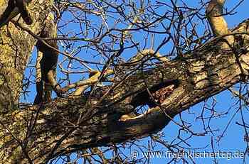 Naturschutz: Eschenau rettet uralten Baum im Pfarrgarten - Fränkischer Tag