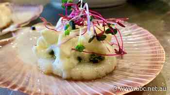 Abrolhos Island scallop fishery closes due to marine heatwave