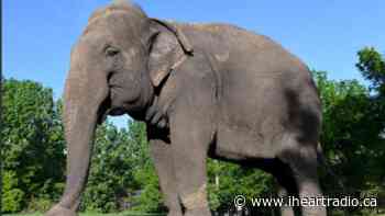 Edmonton Valley Zoo Gives Update on Beloved Lucy the Elephant - AM800 (iHeartRadio)