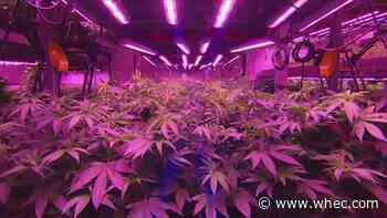Rochester Mayor-Elect Malik Evans announces Cannabis Preparation Commission