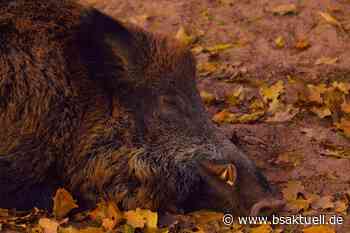 Mindelheim/A96: Wildunfall und in der Folge Auffahrunfall mit Verletzten - BSAktuell