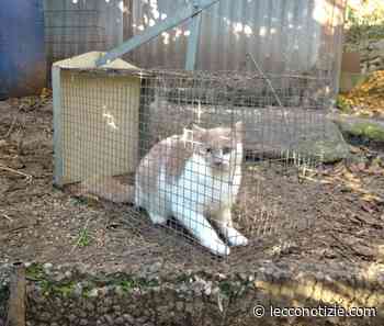 Intervento antibracconaggio delle guardie LAC a Colle Brianza - Lecco Notizie