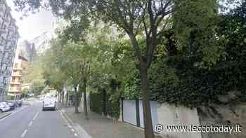 “Radici e chioma non vanno bene”: in via Pasubio i peri da fiore - LeccoToday