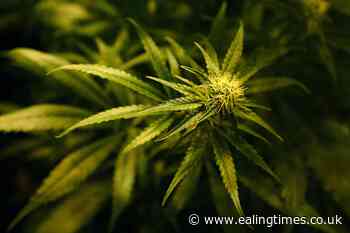 Malta legalises adult-use cannabis possession and cultivation - Ealing Times
