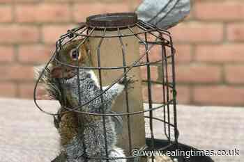 Trapped grey freed from 'squirrel-proof' bird feeder - Ealing Times