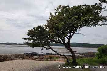 Scottish specimen wins UK Tree of the Year competition - Ealing Times