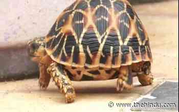 Forest officials rescue Indian star tortoise in Tiruppur - The Hindu