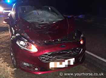 Pony killed in New Forest road collision *warning upsetting image* - Your Horse