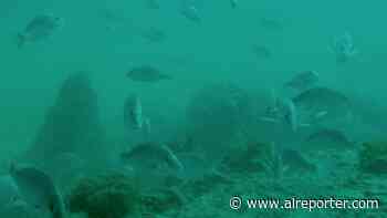 Carl introduces bill to protect ancient underwater forest off coast of Gulf Shores - Alabama Political Reporter