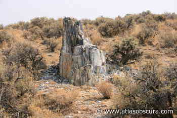 George W. Lund Petrified Forest – Gerlach, Nevada - Atlas Obscura