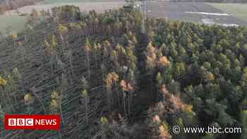 Storm Arwen forest damage to be mapped - BBC News