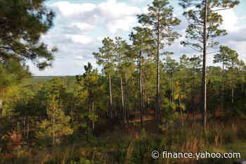 Tellurian to Donate $25 Million to the National Forest Foundation for Nationwide Reforestation; Includes the Planting of 300,000 Trees in Louisiana’s Kisatchie National Forest - Yahoo Finance