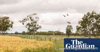 Farmers, industry split on proposed federal veto power for forest regeneration projects - The Guardian Australia