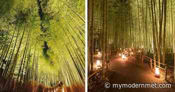 Kyoto's Arashiyama Bamboo Forest Lit Up at Night - My Modern Met