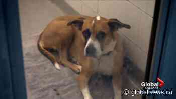 Calgary Humane Society asking for help after pregnant dog abandoned outside facility