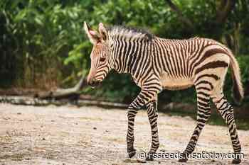 Two zebras missing from Maryland farm have been found, captured after months on the run