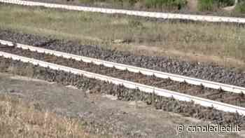 Roma-Lido: cade un albero sul vagone. Treno fermo tra Casalbernocchi e Vitinia - Canale Dieci