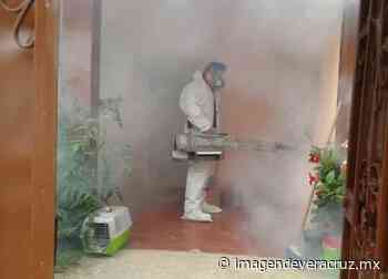 Veracruz registra dos años consecutivos libres de chikungunya - Imagen de Veracruz