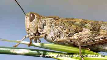 La Nina triggers Aussie insect 'explosion' - Gloucester Advocate