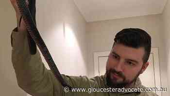 What to do if you're bitten by a snake - Gloucester Advocate