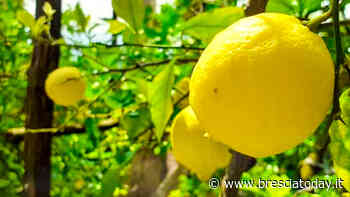 Dal casoncello al limone del Garda, c'è tanta Brescia nei nuovi prodotti tradizionali lombardi - BresciaToday