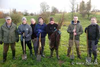 Vrijwilligers Natuurpunt planten en knotten met schuppen en botten in Kerniel - Het Belang van Limburg
