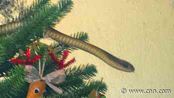 Family finds deadly snake in Christmas tree