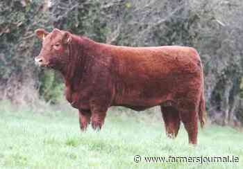 Red heifer sets Angus Elite sale alight - Irish Farmers Journal