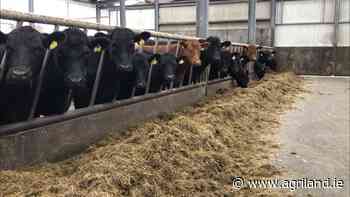 Factory quotes: Prime Angus cattle remain out in front - Agriland.ie