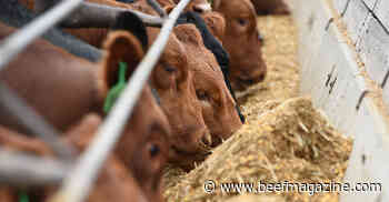 Beef cattle: the ultimate upcyclers