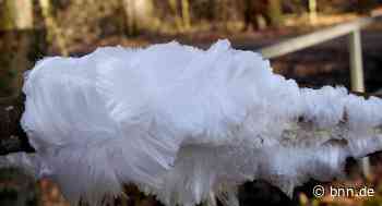 Haareis im Wald von Bruchsal-Untergrombach: Was hat es damit auf sich? - BNN - Badische Neueste Nachrichten