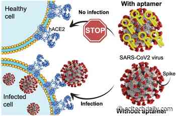 Scientists Develop a New Molecule That Blocks COVID-19 Infection