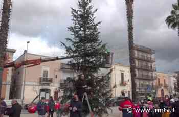 “Un albero differente” nel quartiere Carbonara di Bari - TRM Radiotelevisione del Mezzogiorno