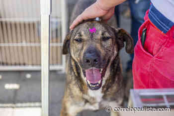 Cotia realiza feira de Adoção de Animais no sábado, 18 - Correio Paulista