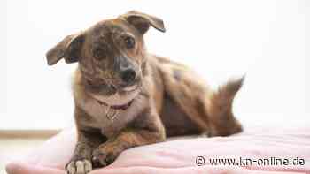 Nach Tod von Kind: Diskussionen über Tierquälerei in Pakistan