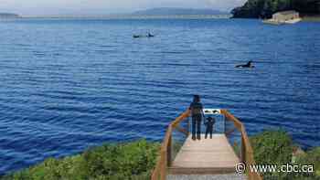 Marineland Canada says site for planned whale refuge in Nova Scotia is too polluted