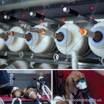 Cigarettes being tested on animals - Nehir Yildiz - Highams Park School